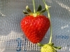 中にはハート型のいちごも！？探してみてください♪「八千代米本いちご園」