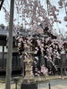 「枝垂れ桜見応えありました」
