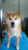 「柴犬のココちゃんが来てくれました(*^^*)」