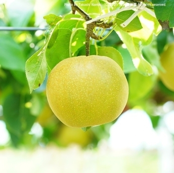 シャキッとした歯ごたえとしたたる果汁♪　梨の収穫は7月下旬から「荒井果樹園」