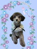 「Dog salon mofu mofu　余市町」