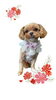 「Dog salon mofu mofu　余市町」