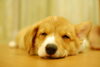 「春の眠さ」