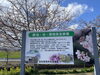 河津桜「笠松河津桜ロード」