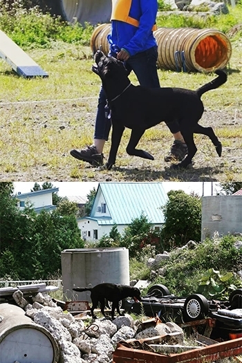 救助犬認定になる為の試験時の様子です。「愛犬トレーニングチャオ」