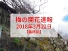 大阪 梅の開花速報をお届け 18年3月22日最終回更新 大阪 梅の開花情報 まいぷれ 大阪市中央区