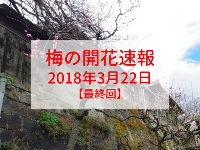 大阪 梅の開花速報をお届け 18年3月22日最終回更新 大阪 梅の開花情報 まいぷれ 大阪市中央区 大阪 梅の開花速報をお届け 18年3月22日最終回更新 大阪 梅の開花情報 まいぷれ 大阪市中央区
