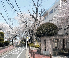 桜の回廊が続く通りの風景は圧巻