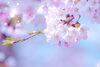 「桜」