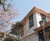 洋風建築と日本の伝統美・桜のマッチングは見もの