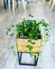 「観葉植物入荷しました」