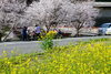 不調なファミリアの菜の花「花見第二陣ファミリア愛」