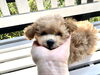 ぱぱ＆まま募集中「パパ＆ママ募集中です　（＾ν＾）」