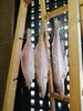 「📣本日入荷のお魚情報🐟」
