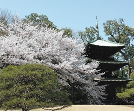 室町時代の「三重塔」を背景に、美しく咲き誇る桜