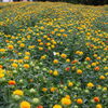 【桶川市】紅花が見頃を迎えています！（2026年6月10日撮影）