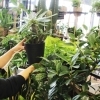 珍しい観葉植物も取り揃え♪　鉢替えも承ります。「はなや皆生店」