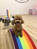 くうくんアーチ　チャレンジ「ましゅまろ幼稚園🐾　パート２」