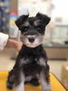 シュナウザー「シーズ子犬　シュナウザー仔犬」