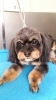「チワプーのくんちゃんが来てくれました(*^^*)」