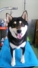 「柴犬のむさし君が来てくれました(*^^*)」