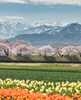 四重奏🌸🌷🌼🏔️「暖かくなりました🌷」