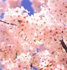 「お花見の季節ですね。」