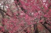 沖縄でサクラといえばこの種類です カンヒザクラが開花 広島市植物公園のニュース まいぷれ 広島市佐伯区