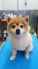 「ポメラニアンのハッピーちゃんが来てくれました(*^^*)」
