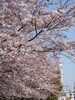 「桜」