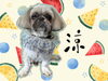 「Dog salon mofu mofu　余市町」