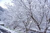駐車場の桜（ソメイヨシノ）も雪の花が咲きました。「彼岸に雪化粧！！」