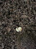 ヤエヤママルバネ幼虫確認！「別府市　学習塾RainBow　クワガタ事業部　オオクワランドより　ヤエヤママルバネクワガタ　【別府　塾　個別指導　クワガタ飼育　クワガタ販売　ヤエマル　マルバネ　クワガタ】」