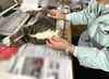 「椅子で眠るしまこ、社長の机のクルミ」