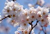「桜が満開ですね」
