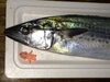 「鰆とターレと私♫」
