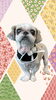 「Dog salon mofu mofu　余市町」