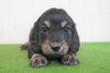 「ミニチュアダックス子犬情報」
