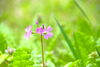 サクラソウ「welcome plantsご紹介! 　オダマキ、サクラソウ、クマガイソウ、ギボウシがお待ちしております。」