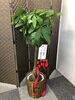 「本日より息子の整体院がオープン致します(o^^o)」