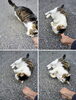 少しなでてにゃん「(ΦωΦ) ねこのごあいさつ (=^・^=)　★英会話と体操のコラボ教室（堀切、お花茶屋、綾瀬、亀有、小菅）」