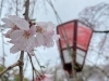 「三嶋大社の桜」