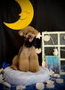 くうちゃん「お月さまとわんこ🌛」