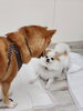 遊びたい！「hapipapi便り（ダイゴペットクリニック日進　仔犬の保育園より）」