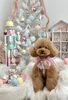 ティーちゃん「MerryXmas🎄」
