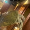 最強の鼈（すっぽん）・久恵（くえ）・虎河豚・黒毛和牛のスペシャルコース