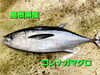 「○本日のお刺身○【島根県産】白イカ、コシナガマグロ」