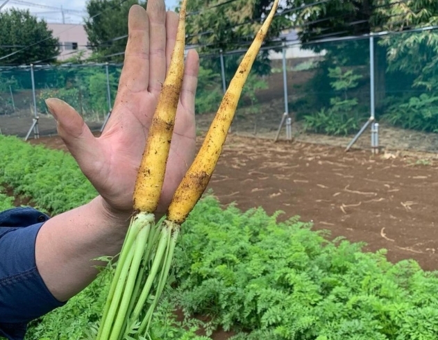 「美味しい野菜のご紹介です✨️【採れたてご褒美便】」