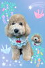 「Dog salon mofu mofu　余市町」