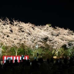 県内最多!！　６７種類の桜の競演	今年で１１回目 さくらまつり4/4～29の土・日・祝日